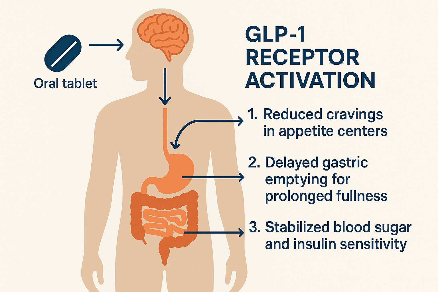 How oral weight loss GLP-1 medications work in the body